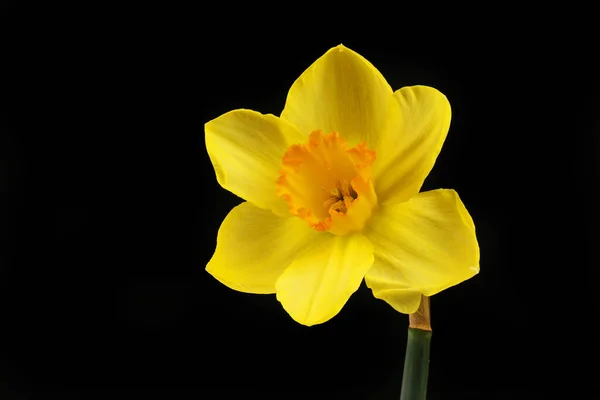 Amarelo Laranja Narciso Isolado Contra Fundo Preto — Fotografia de Stock