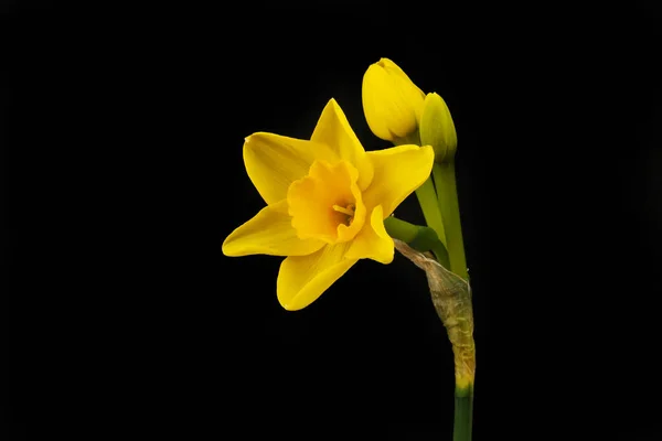 Gouden Gele Narcis Bloem Knoppen Geïsoleerd Tegen Wit — Stockfoto