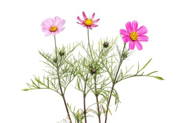 Kozmos çiçekleri, yapraklar ve çiçek tomurcukları beyazlara karşı izole.