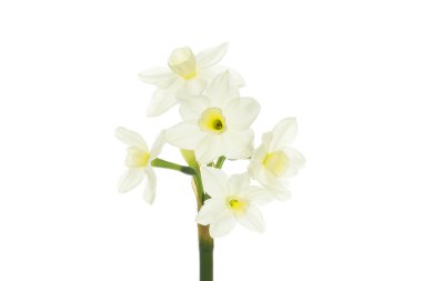 Beyaz narsisli çiçekler beyaz bir arkaplanda izole edilmiş