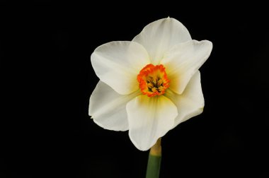 Sülün gözü nergis, narsist şiirler, siyahlara karşı soyutlanmış.