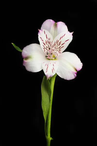 Single Alstroemeria Flower Isolated Black — Stock Photo, Image