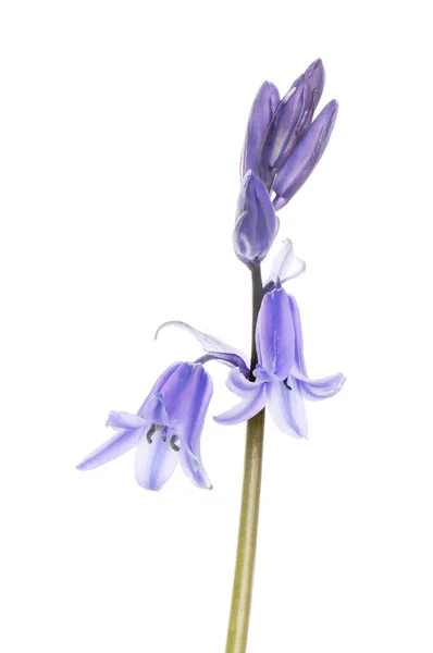 Cloche Bleue Hyacinthoides Non Scripta Fleurs Bourgeons Isolés Contre Blanc — Photo
