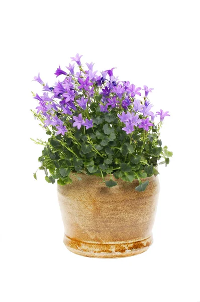 Blommande Campanula Lerkruka Isolerad Mot Vitt — Stockfoto