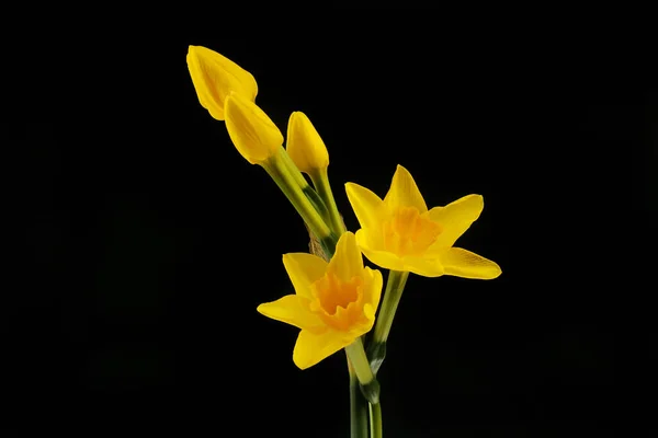 Daffodil Bloemen Knoppen Geïsoleerd Tegen Zwart — Stockfoto