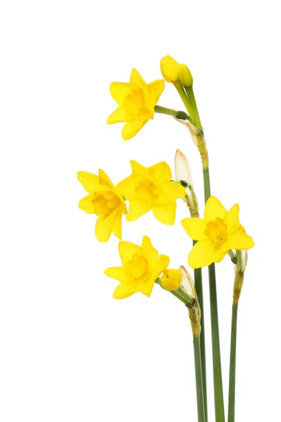 황금색 수선화 꽃들은 흰색에 분리되어 — 스톡 사진