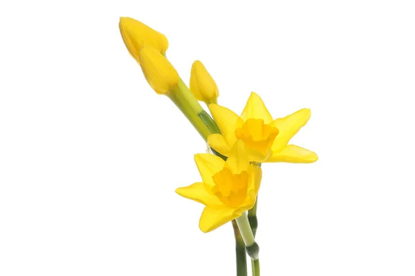 Flor Narciso Amarelo Dourado Botões Isolados Contra Branco — Fotografia de Stock