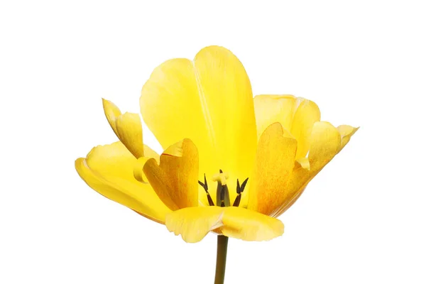 Offene Gelbe Tulpenblüte Isoliert Gegen Weiße — Stockfoto