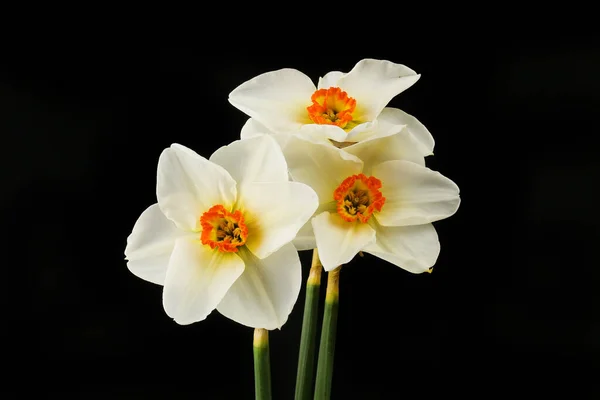 Tres Flores Narciso Ojo Faisán Aisladas Contra Negro —  Fotos de Stock