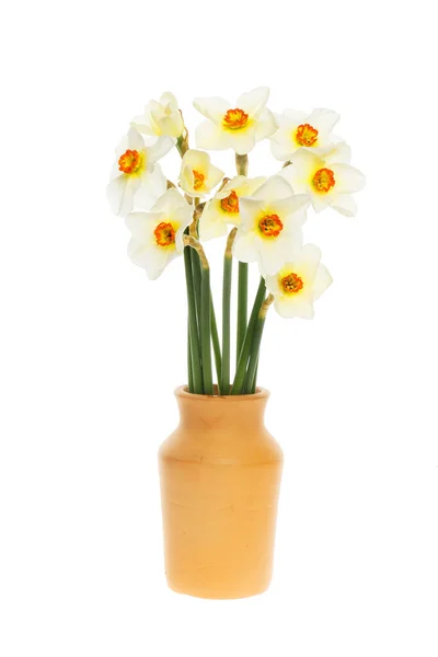 Fasantpåskliljor Narcissus Poeticus Ordnade Vas Isolerad Mot Vitt — Stockfoto