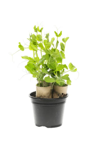 白に対して隔離された植物ポットの段ボールチューブの甘いエンドウ豆の苗 — ストック写真