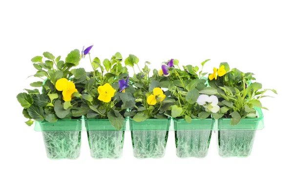 Junge Viola Einstreu Pflanzen Einem Kunststoff Tablett Isoliert Gegen Weiß — Stockfoto