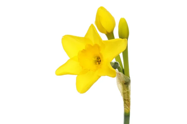 Gelbe Narzissenblüte Und Knospen Isoliert Gegen Weiße Stockbild
