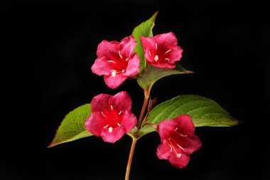 Weigela çiçekleri ve yaprakları siyaha karşı izole.