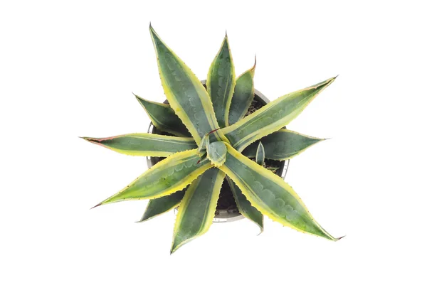 Top View Agave Americana Plant — Stock Photo, Image