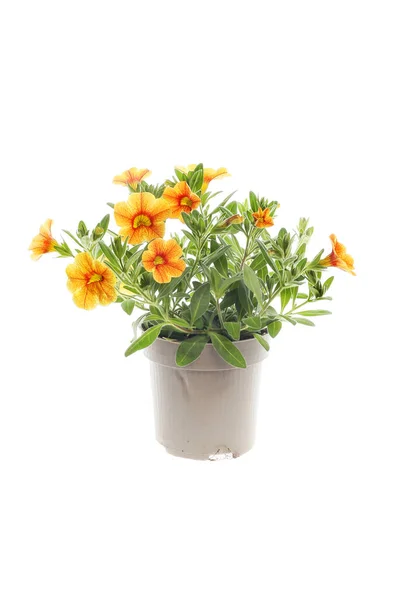 Usine Calibrachoa Fleurs Orange Dans Pot Isolé Contre Blanc — Photo