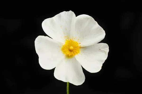 stock image White rockrose flower isolated against black