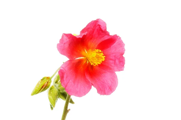 Common Rock Rose Flower Buds Isoated White — Stock Photo, Image