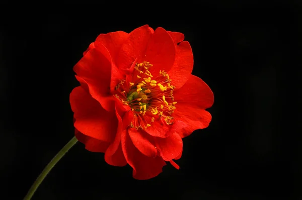 Κόκκινο Λουλούδι Geum Απομονωμένο Κατά Του Μαύρου — Φωτογραφία Αρχείου