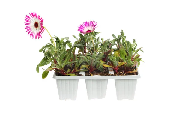 Mesembryanthemum Blumen Und Pflanzen Einem Tablett Isoliert Gegen Weiß — Stockfoto