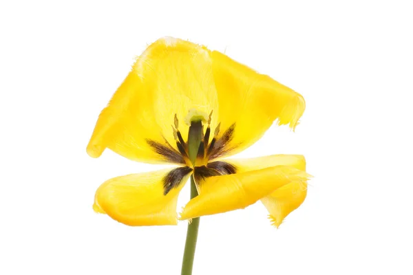 Tulipano Giallo Aperto Isolato Contro Bianco — Foto Stock