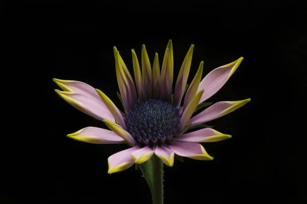 Відкриття Квітки Остеоспермаму Ізольовано Від Чорного — стокове фото