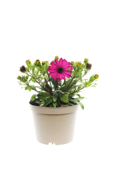 Kvetoucí Osteospermum Rostlina Plastovém Hrnci Izolované Proti Bílé — Stock fotografie