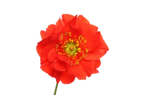 Röd Pärla Blomma Isolerad Mot Vit — Stockfoto