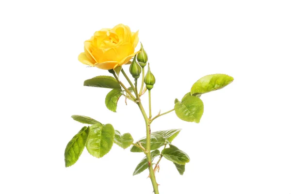 Amarelo Rosa Flor Botões Folhagem Isolada Contra Branco — Fotografia de Stock