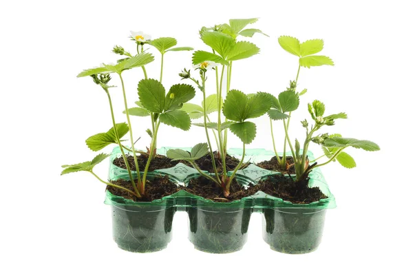 Semenné Jahodové Rostliny Plastovém Podnosu Izoleptané Proti Bílé — Stock fotografie
