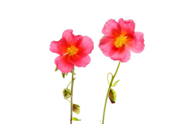 Zwei Gemeine Steinrosenblüten Isoliert Gegen Weiß — Stockfoto