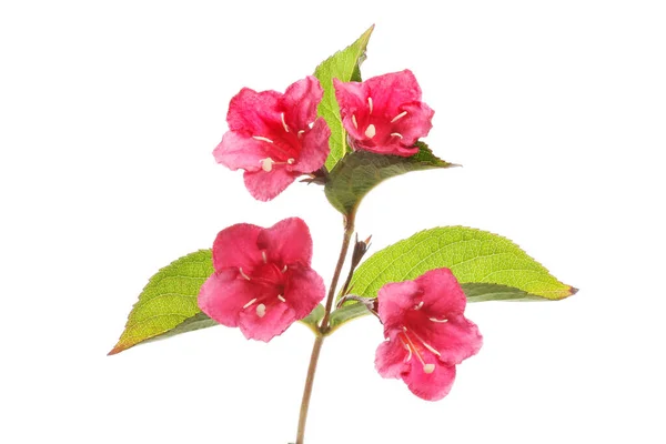Weigela Blommor Och Folige Isolerad Mot Vitt — Stockfoto