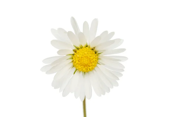Egyetlen Fehér Százszorszép Virág Elszigetelt Fehér Ellen — Stock Fotó