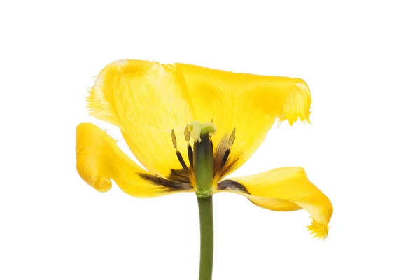Więdnący Żółty Tulipan Izolowany Białym Tle — Zdjęcie stockowe