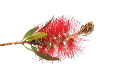 Bir callistemon, şişe fırçası çiçeği, beyaza karşı izole
