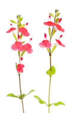 Beyazlara karşı izole edilmiş iki salvia çiçeği.