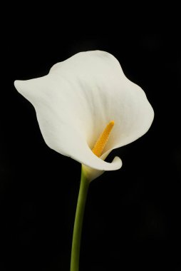 Zantedeschia çiçeği siyah bir arkaplanda izole edilmiş.