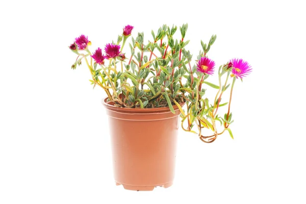 Lampranthus Planta Com Flores Roxas Crescendo Vaso Isolado Contra Branco — Fotografia de Stock