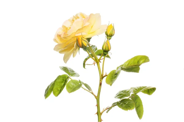 Bloeiende Floribunda Roos Plant Geïsoleerd Tegen Wit — Stockfoto