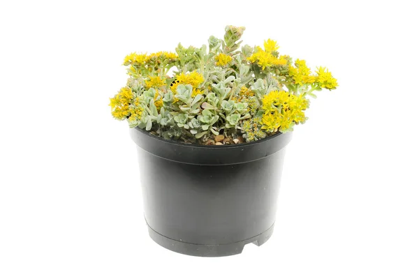 Žlutokvětá Rostlina Sedum Květináči Izolované Proti Bílé — Stock fotografie