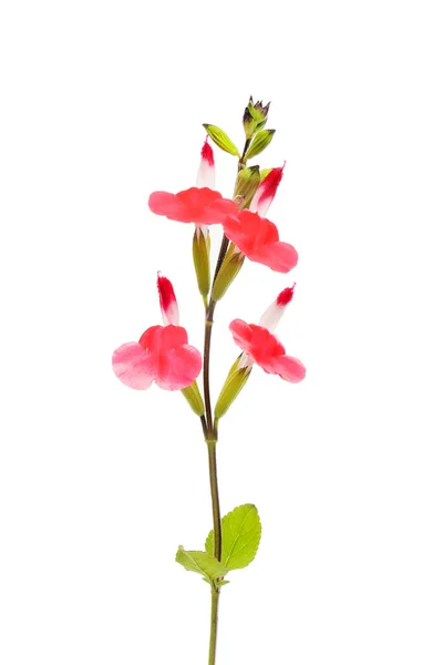 Flores Salvia Rojas Blancas Aisladas Contra Blancas —  Fotos de Stock