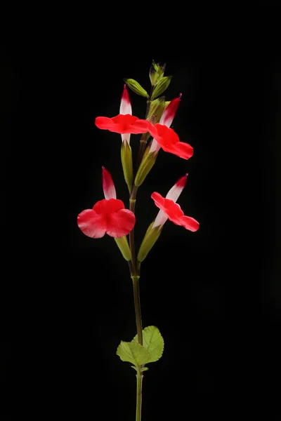 Salvia Çiçekleri Siyaha Karşı Izole — Stok fotoğraf