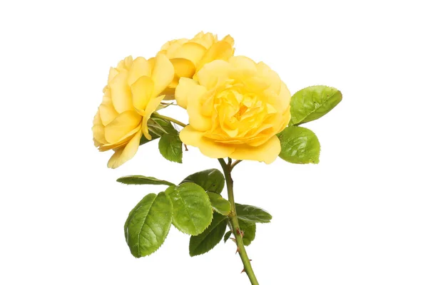 Três Flores Amarelas Floribunda Rosa Folhagem Isolada Contra Branco — Fotografia de Stock