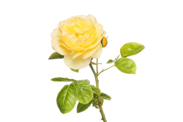 Amarelo Rosa Flor Broto Folhagem Isolada Contra Branco — Fotografia de Stock