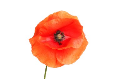 Kırmızı gelincik, papaver rhoeas, beyaz bir ardıç kuşuna karşı izole edilmiş çiçek