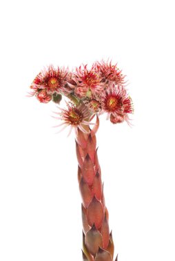 Çiçeklerin üzerindeki sulu çiçekler beyaza karşı izole edilmiş.