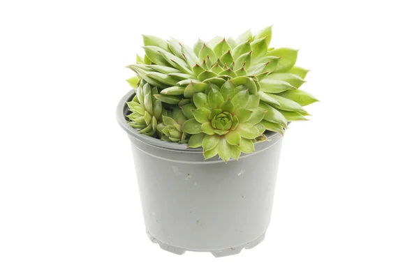 stock image Green sempervivum in a pot isolated against white