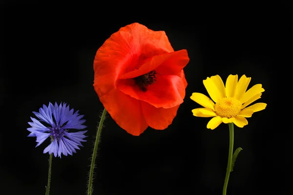Květy Chrpy Máku Kukuřice Izolované Proti Černé — Stock fotografie