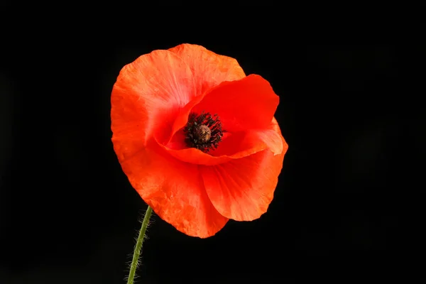 Красный Мак Роя Папавера Цветок Изолированный Черной Спины Стоковое Фото