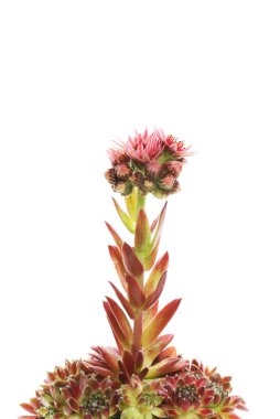 Beyazlara karşı izole bir sempervivum bitkisine yakın çekim